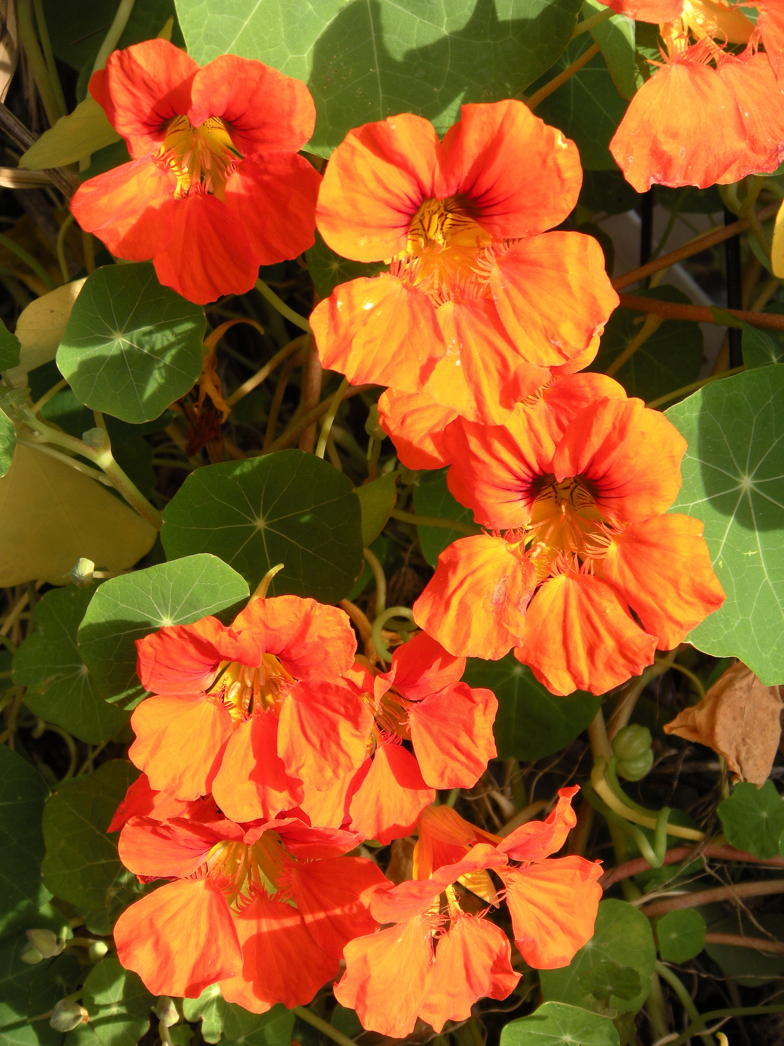 COOLPIX S60 - ISO 64, 1/150 Sek. bei f / 4,4, 68 mm